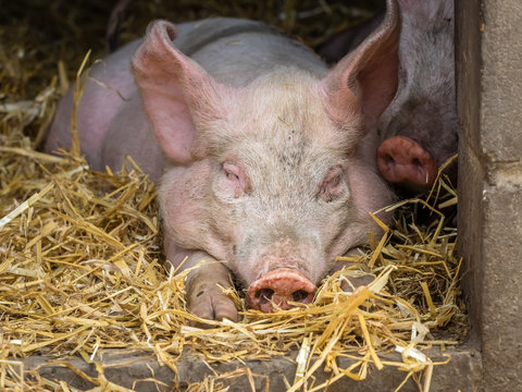 Pig sleeping in a barn