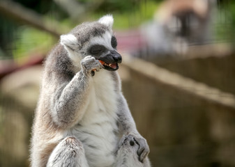 Ring tailed lemur eating carrot