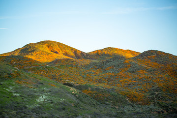 Orange Poppy Fields in Full Bloom 33