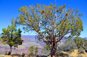 Aloidendron dichotomum, formerly Aloe dichotoma, the quiver tree or kokerboom, is a tall, branching...