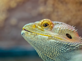 Close up of a bearded dragon lizard