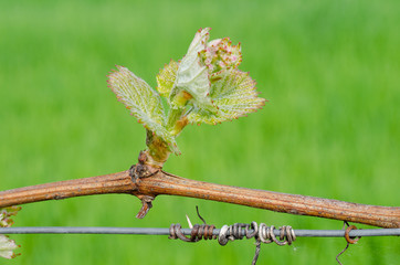 New shoot of a grapevine. New life in spring. Springtime in vineyard.