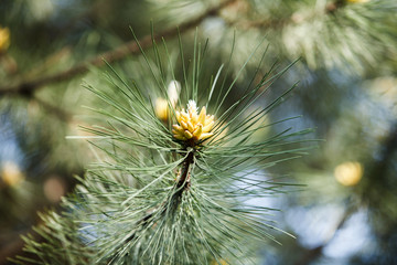 Naklejka na ściany i meble fresh pine cone in the forest.
