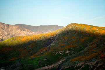Orange Poppy Fields in Full Bloom 23