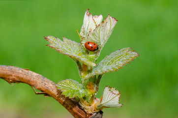 Ladybug on a new shoot of a grapevine. New life in spring. Springtime in vineyard.