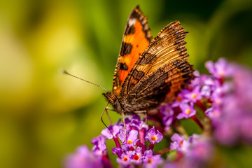 Lacewing butterfly on a purple flower