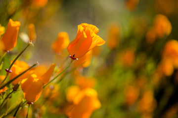 Orange Poppy Fields in Full Bloom 13
