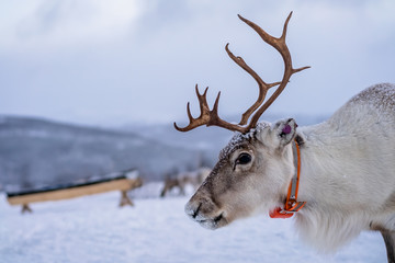 A reindeer with massive antlers