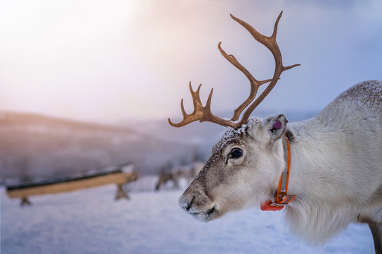 A reindeer with massive antlers