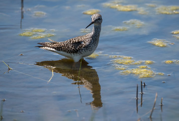 bird on water