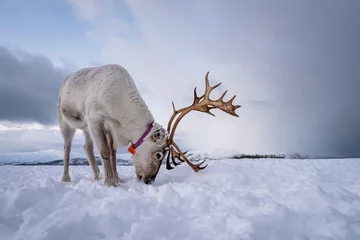Fotobehang Rendier Rendieren graven in de sneeuw op zoek naar voedsel