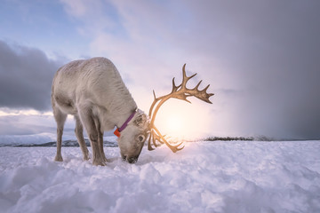 Reindeer digging in snow in search of food