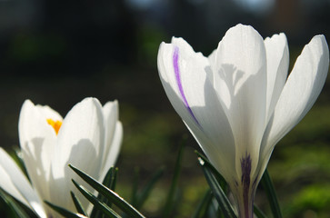 Fototapeta premium the first spring flowers are bright white crocuses