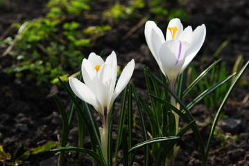the first spring flowers are bright white crocuses
