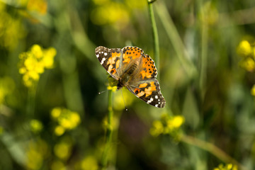 Monarch Butterfly Sitting in a Field of Wild Flowers 08