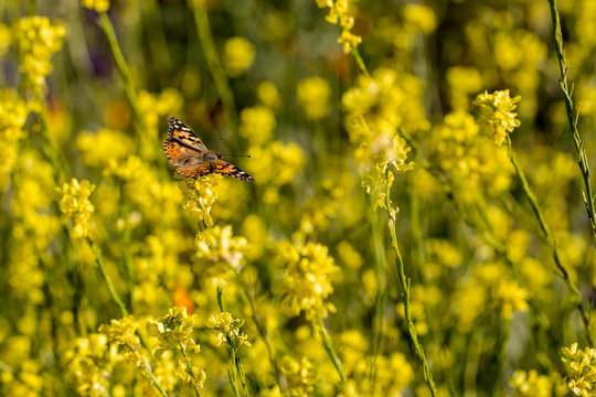 Monarch Butterfly Sitting in a Field of Wild Flowers 12
