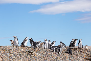 Magellanic penguins, Punta Ninfas, Argentina