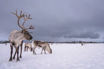 Wall murals Reindeer Portrait of a reindeer with massive antlers