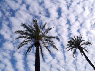 Fototapeta na wymiar Palm trees and clouds with blue sky in the bay of the capital of Cadiz, Andalusia. Spain. Europe