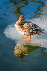 Mallard duck standing on ice