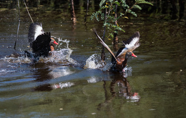 Fototapeta na wymiar Ducks in water