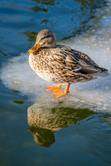 Mallard duck standing on ice