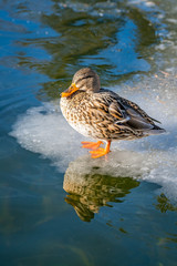 Fototapeta premium Mallard duck standing on ice