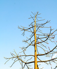 Tree branches without leaves in autumn in the park garden