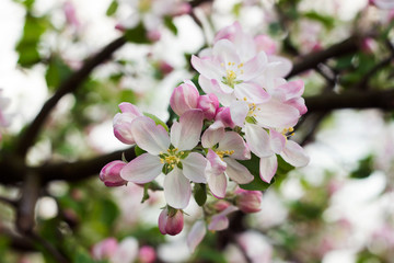 Apple blossom in the garden, white and pink flowers on the tree, background. Spring concept