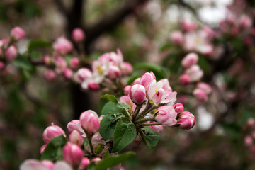 Apple blossom in the garden, white and pink flowers on the tree, background. Spring concept