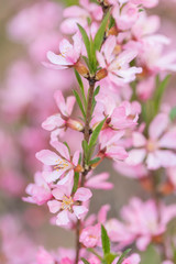 The blossoming spring bush with flowers of pink color. Plentiful seasonal blossoming. Flower background