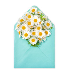 Chamomile flowers envelope white background Daisy blooms bouquet