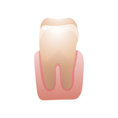 Yellow white tooth with dental stone, ready for medical