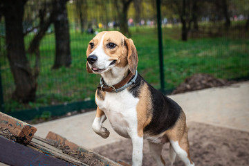 Cute female beagle dog on a training ground at spring time.