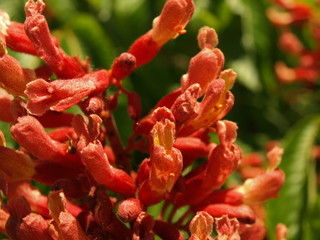 Aesculus pavia Pavier rouge
