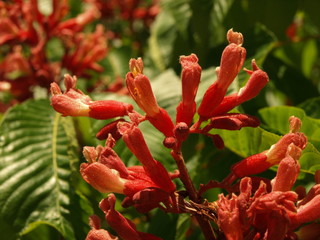 Aesculus pavia Pavier rouge