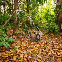 Lemur in wild at tropical park.