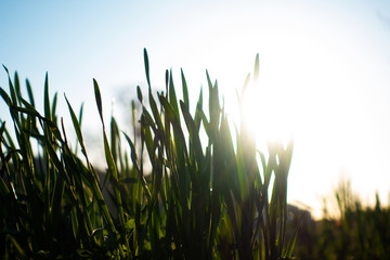 Green fresh grass blue sky