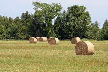 Rolls of hay in a field