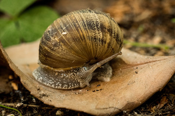 Helix Aspersa Aspersa ou Petit-Gris  Il devient de plus en plus rare (pesticides, urbanisation, ramassages excessifs, etc...).