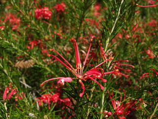 Grevillea rosmarinifolia