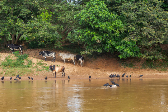 Gado leiteiro e urubus em beira do rio Pomba, no município de Guarani, Minas Gerais, Brasil