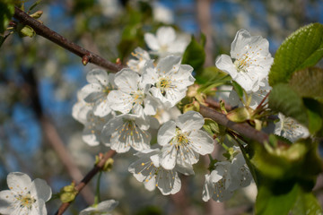 Beautiful white sakura flowers on tree, spring
