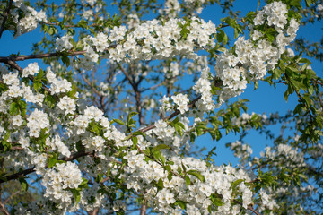Beautiful white sakura flowers on tree, spring
