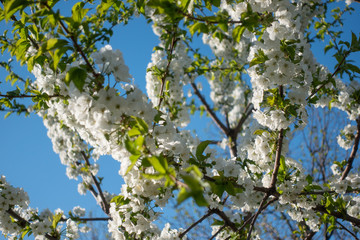 Beautiful white sakura flowers on tree, spring
