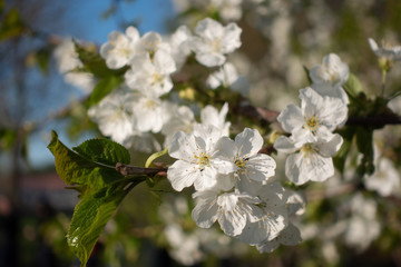 Obraz na płótnie Canvas Beautiful white sakura flowers on tree, spring