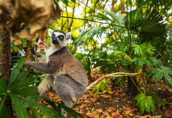 Lemur in wild at tropical park.