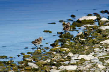 Sandpiper birds on Rocky Shore