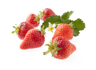 イチゴ　スタジオ撮影　