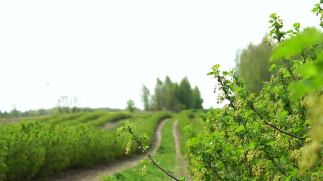 Blackcurrant field. Black currant is planted in rows. Black currant is in the period of flowering.